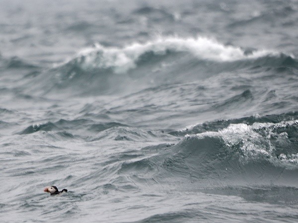 Ein Puffin