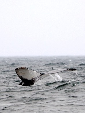Fluke