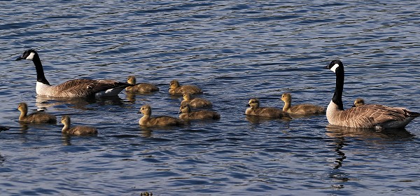 Gänse mit Nachwuchs