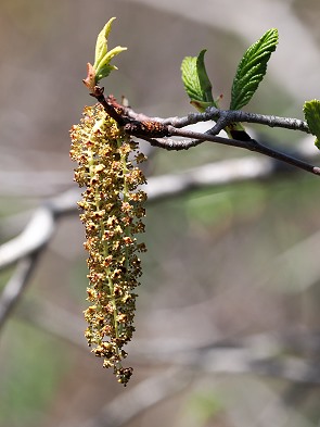 Frühling
