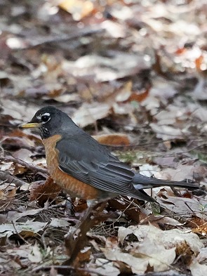 American Robin