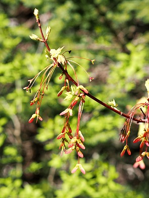 Blüte