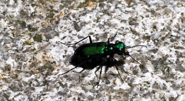 Grüner Sechspunktiger Sandlaufkäfer