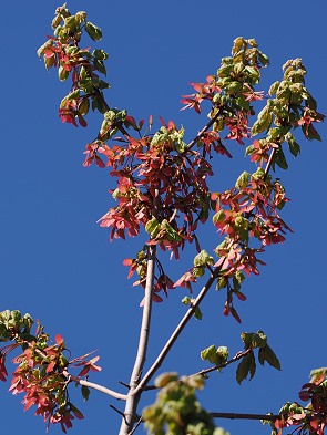 Frühling