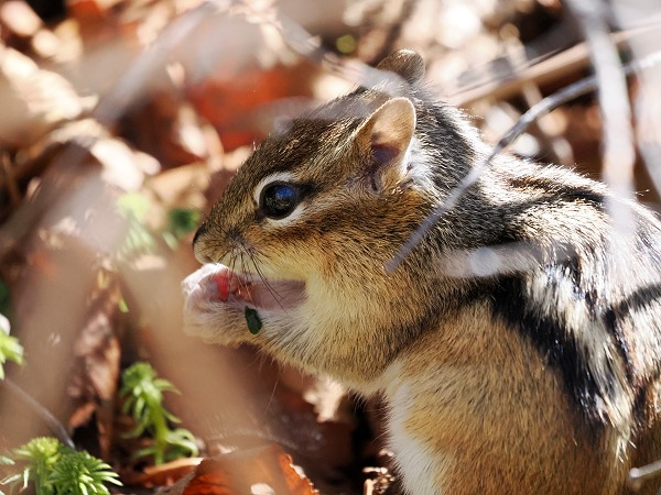 Streifenhörnchen