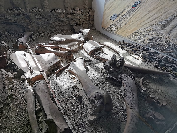 Knochen Repliken Elefant