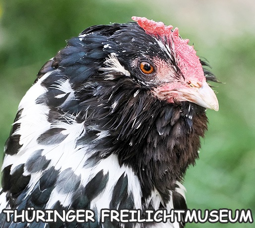 Hübsches Huhn