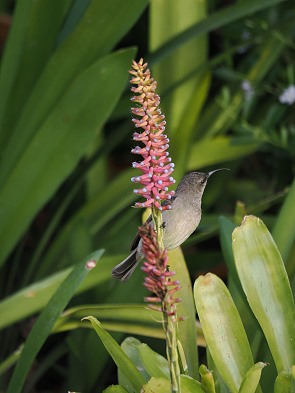 Sunbird