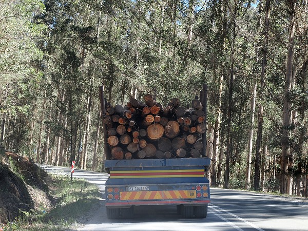 Holztransport