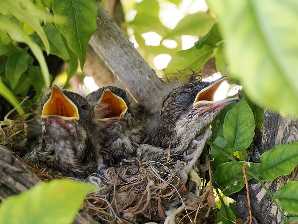Flycatcher Nest