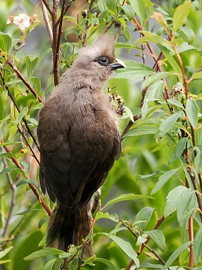Mousebird