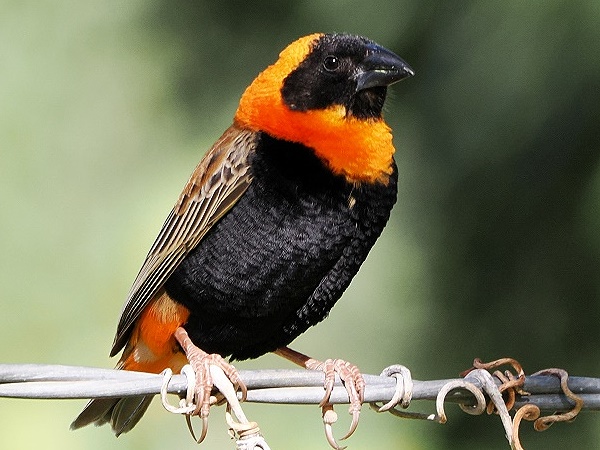 Red Bishop