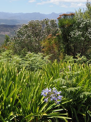 Blüten