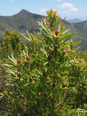 Knospen