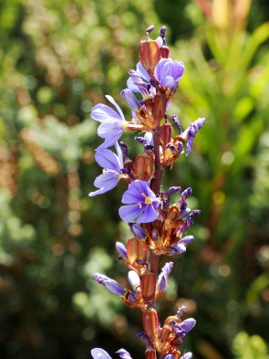 Blüten