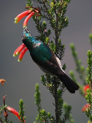 Sunbird
