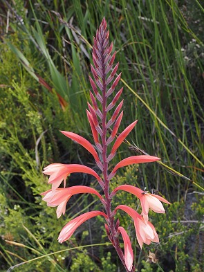 Blüte