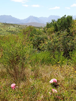 Blüten
