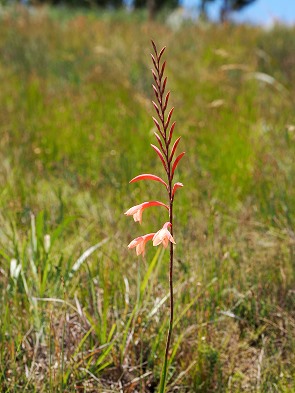 Blüte