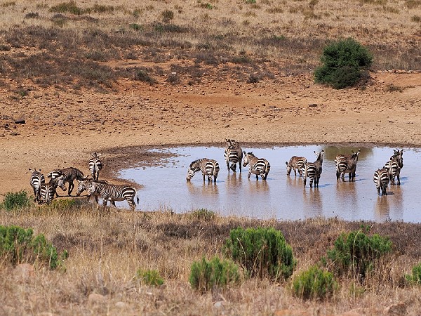 Zebras am Wasserloch