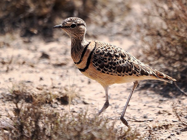 Doppelband-Rennvogel