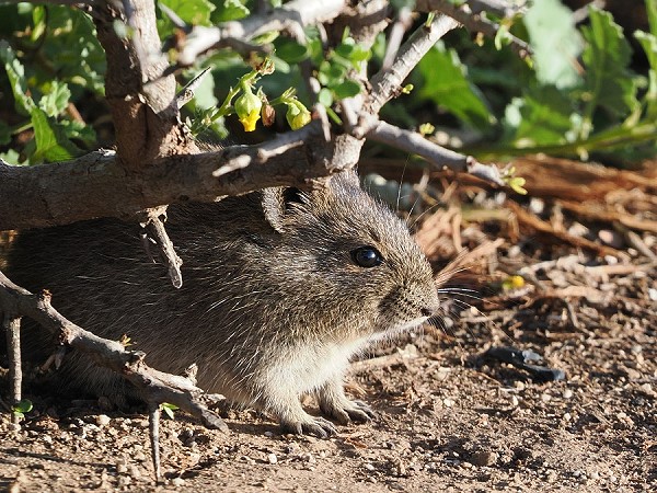 Kleine Maus am Morgen