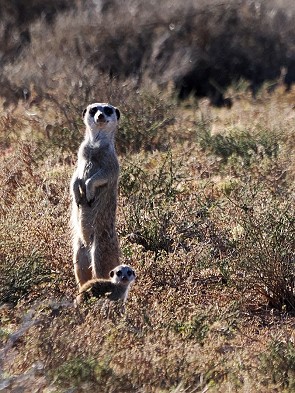 Erdmännchenmit Nachwuchs