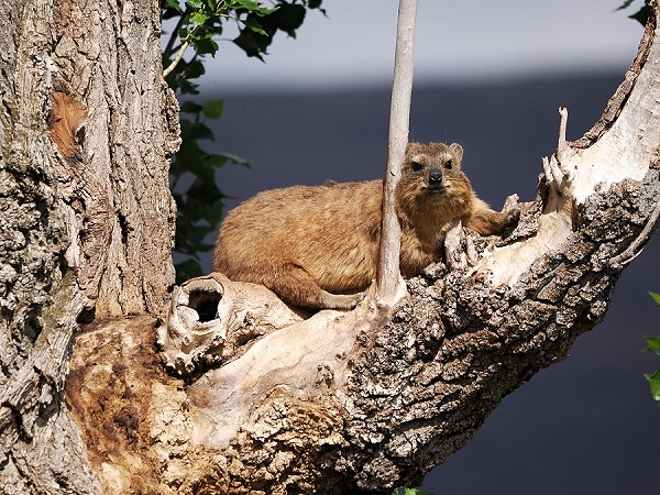 Dassie im Baum