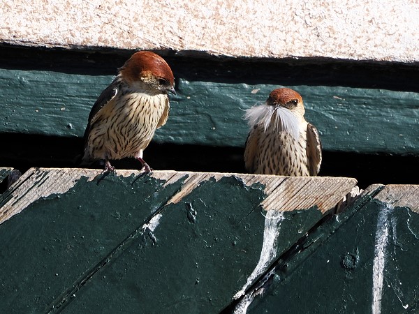 Schwalben an der Scheune