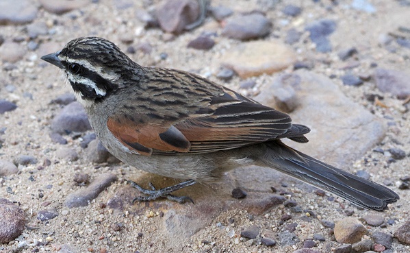 Cape Bunting