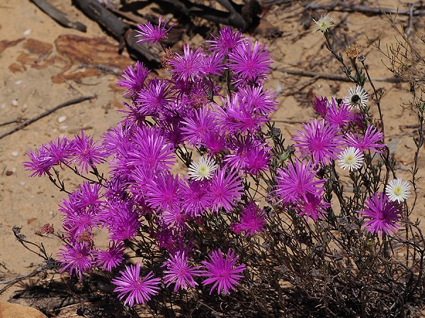 Alles blüht im Frühling