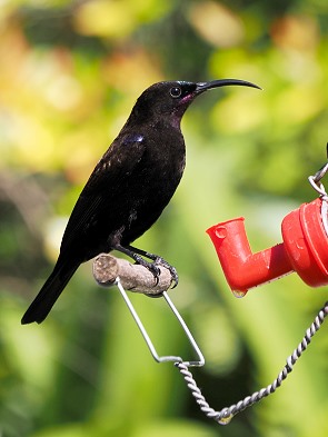 Sunbird