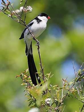 Dominikanerwitwe (Vidua macroura)