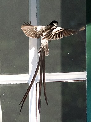 Anflug aufs Fenster