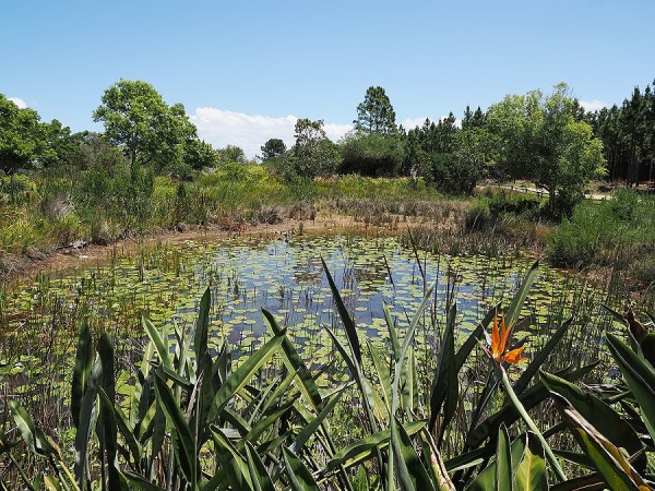 Teich