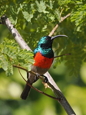 Sunbird