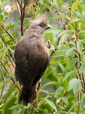 Mousebird