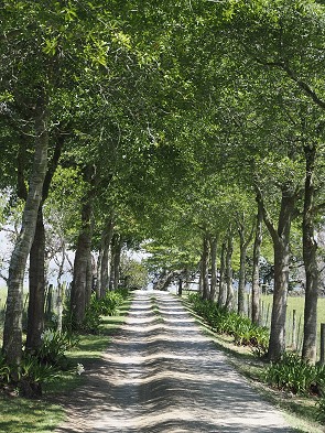Allee