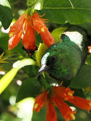 Sunbird