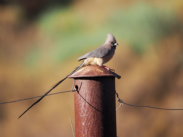 Mousebird