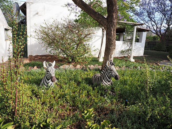 Zebras im Garten