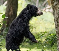 Bär