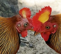 Nationalvogel