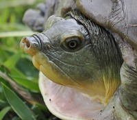 Klapp-Schildkröte