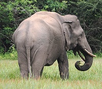 Elefant
