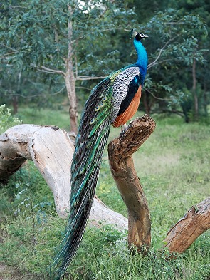 Pfau