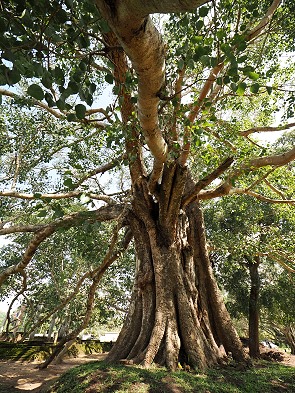 Baum
