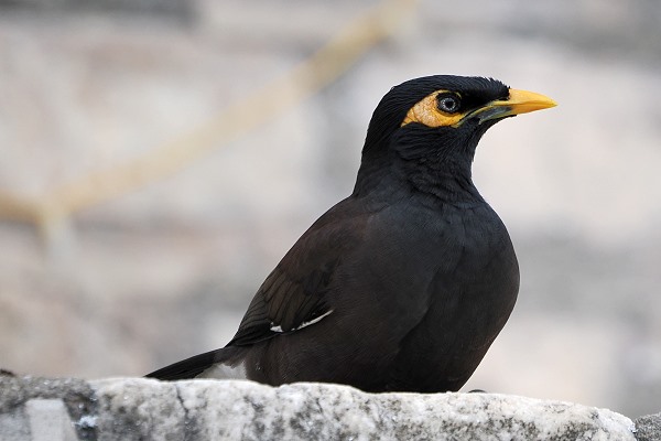 Myna