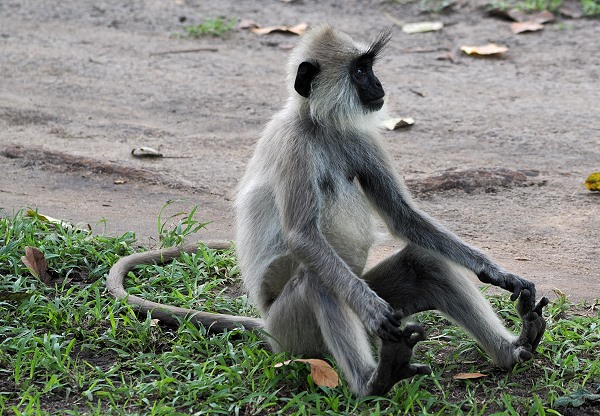 Langur