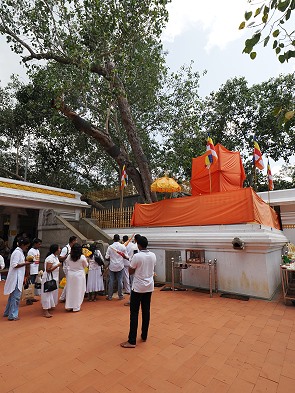 Besucher am Banyan Tree